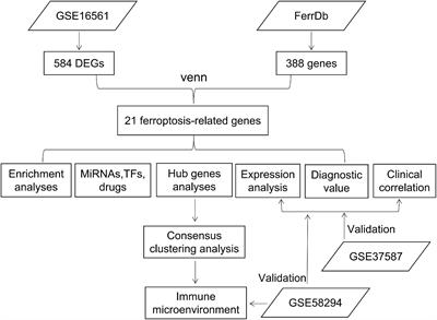 Ferroptosis-related differentially expressed genes serve as new biomarkers in ischemic stroke and identification of therapeutic drugs